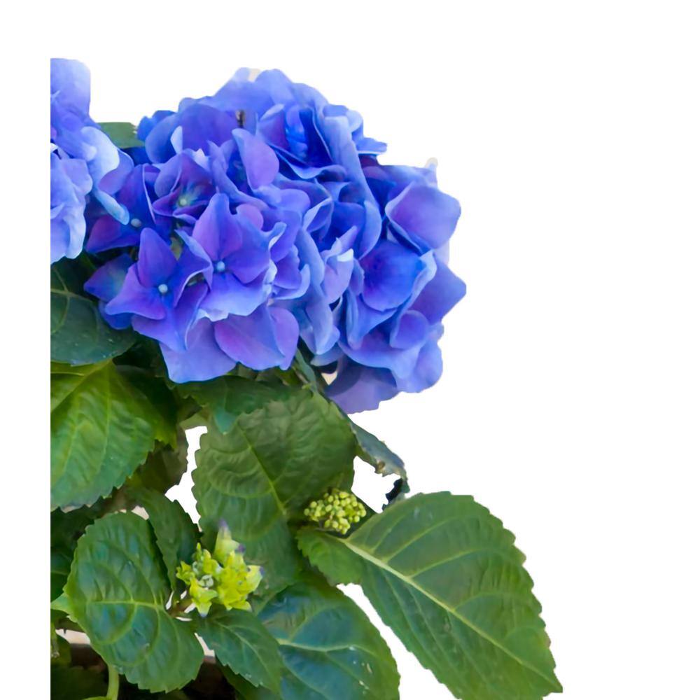 2.5 qt. Perennial Hydrangea macrophylla Blue (4-Pack) - Hercitys