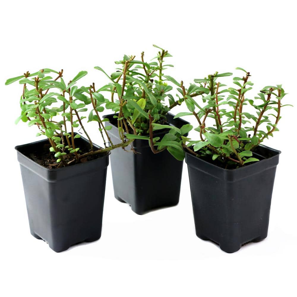 2.5 in. Sedum Yellow Diamonds Perennial Plant (3-Pack) - Hercitys