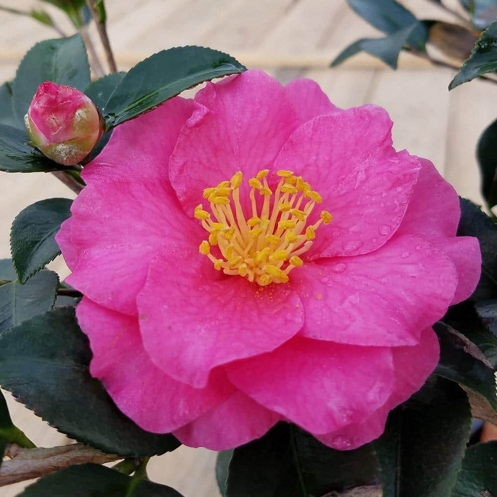 2.5 Gal – Shishi Gashira Camellia(sasanqua) – Evergreen Shrub with Pink Blooms, Live Plant - Hercitys
