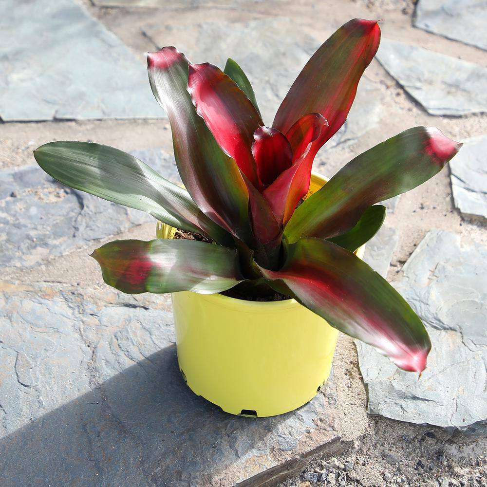 4 qt. Bromeliad Neoregelia Magali Tropical Perennial Outdoor Plant with Red Foliage and Purple Blooms in Grower Pot - Hercitys