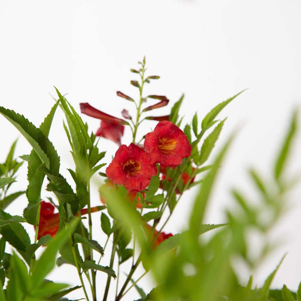 1.5 Gal. Bells of Fire Tecoma, Live Blooming Perennial Plant - Hercitys