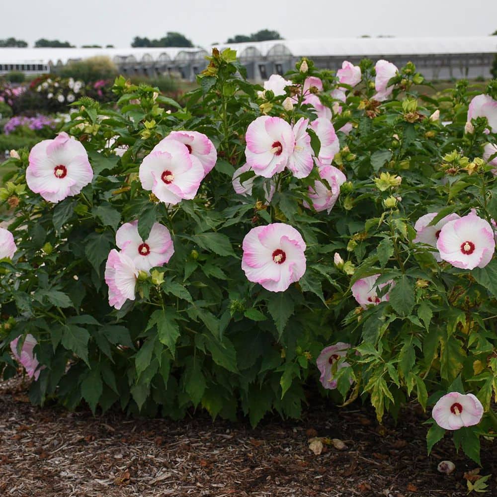 2 Gal. Summerific Ballet Slippers Rose Mallow (Hibiscus Hybrid) Live Perennial Plant with White Flowers - Hercitys