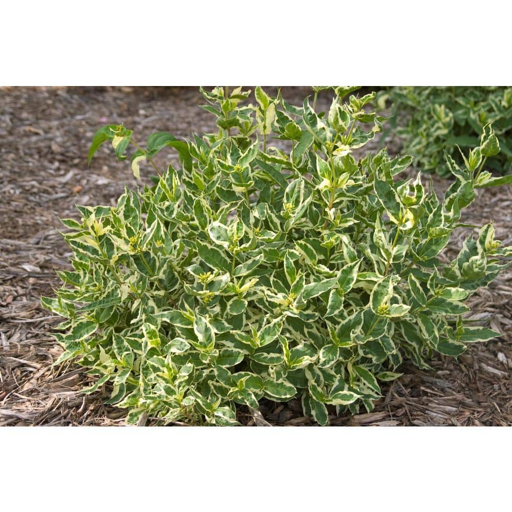 2 Gal. Cool Splash Dwarf Bush Honeysuckle Live Shrub with Variegated Foliage Bright Yellow Flowers - Hercitys