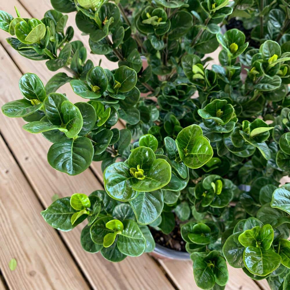 2 Gal. Diamond Spire Gardenia Shrub with Fragrant White Flowers - Hercitys