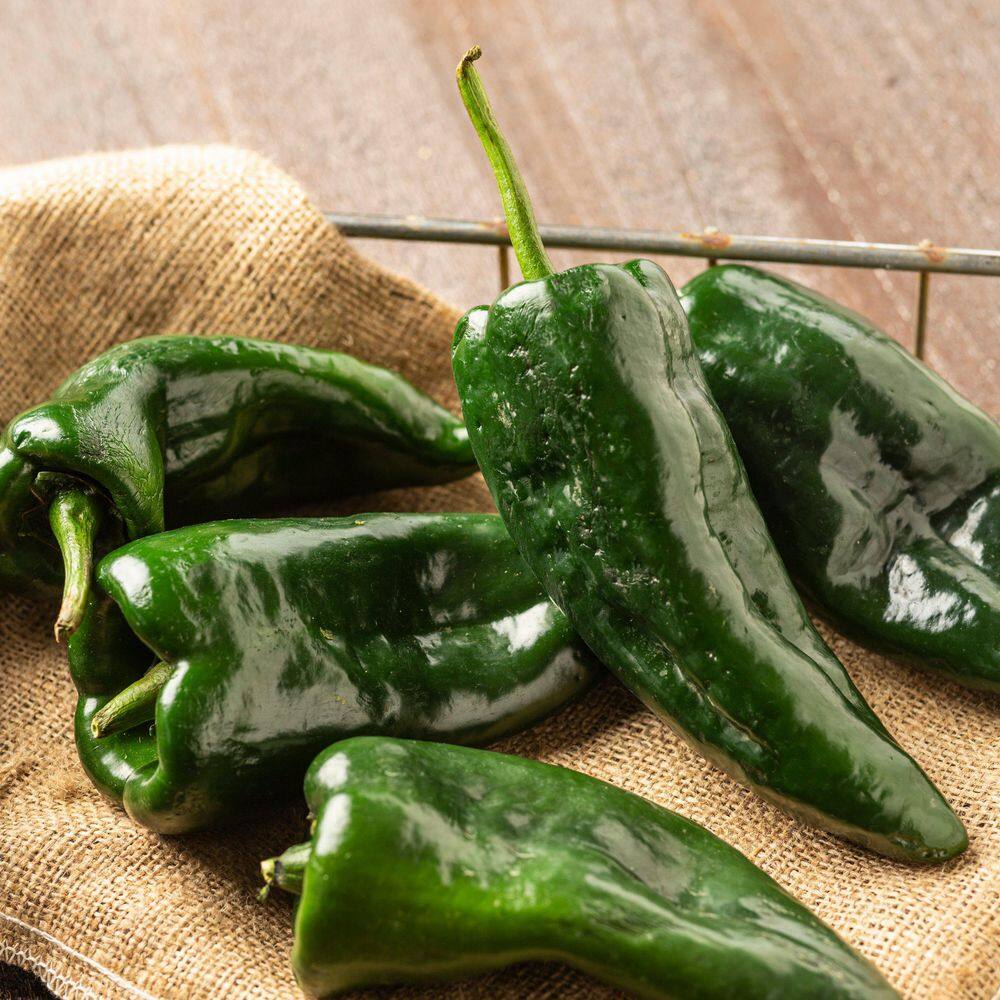 2.5 in. Chile Pepper Poblano Plant 3-Piece - Hercitys