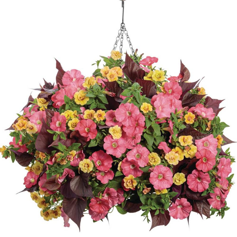 4.25 in. Eco+ Grande Sweet Caroline Sweetheart Mahogany Sweet Potato Vine (Ipomoea Hybrid) Live Annual Plant 4-Pack - Hercitys