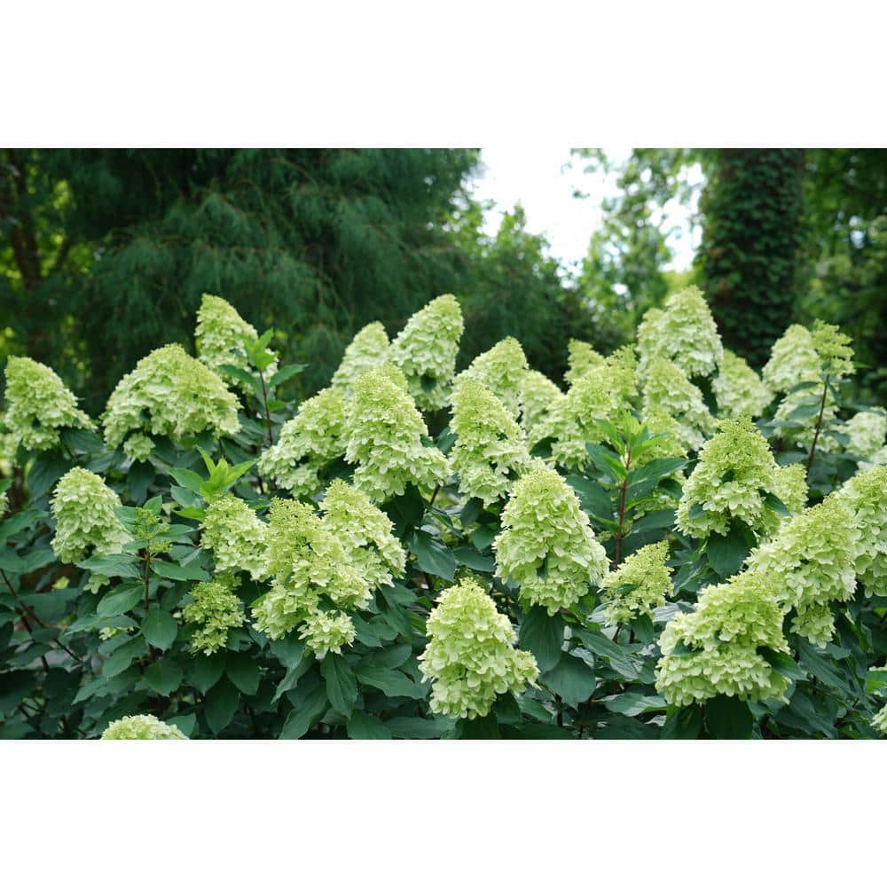 4.5 in. Qt. Limelight ‘Prime’ Hydrangea, Live Plant, Green and Pink Flowers - Hercitys