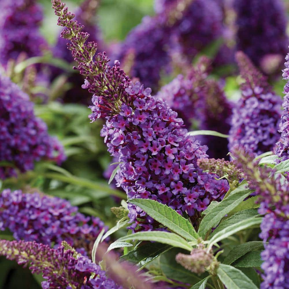 1.5 Gal. Lil’ Grape Butterfly Bush (Buddleia) Live Shrub Plants, Purple Flowers - Hercitys