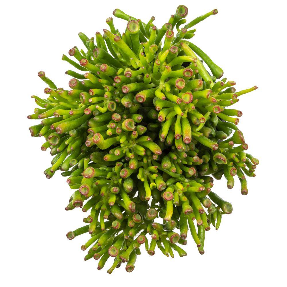 1G Crassula Ovata Gollum (Jade Plant) - Hercitys