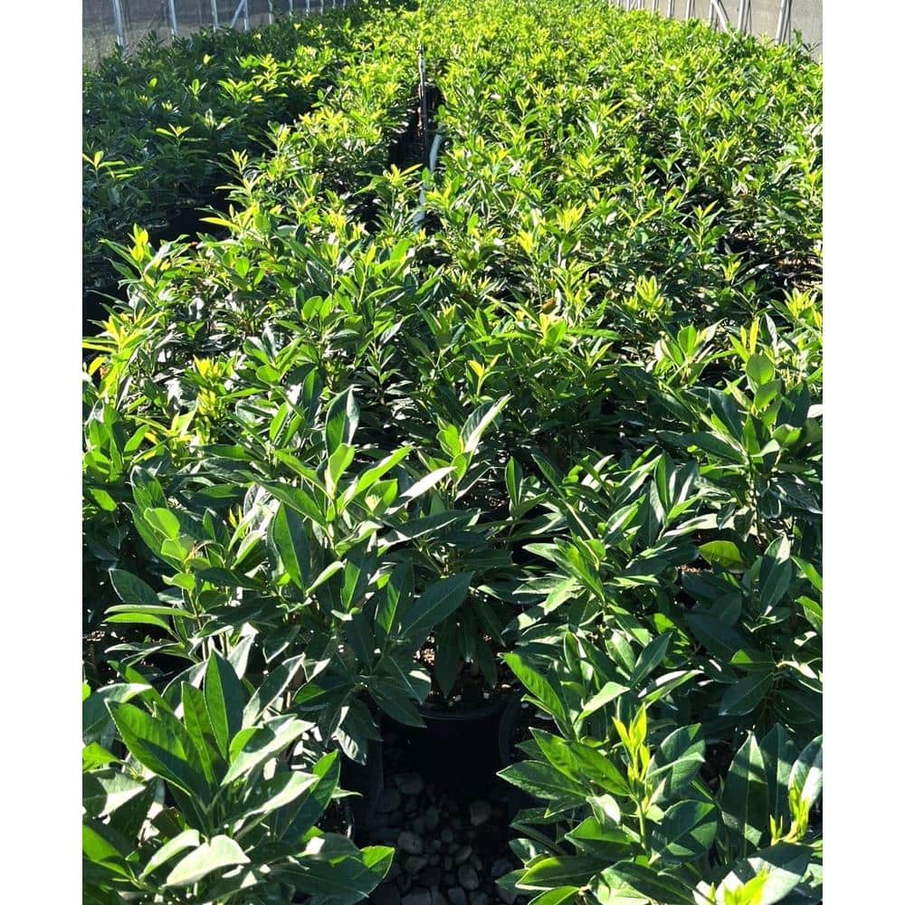2.25 Gal. Schip Laurel Evergreen Shrub Prunus l. ‘Schipkaensis’ with Green Foliage and Fragrant White Flowers (1 each) - Hercitys