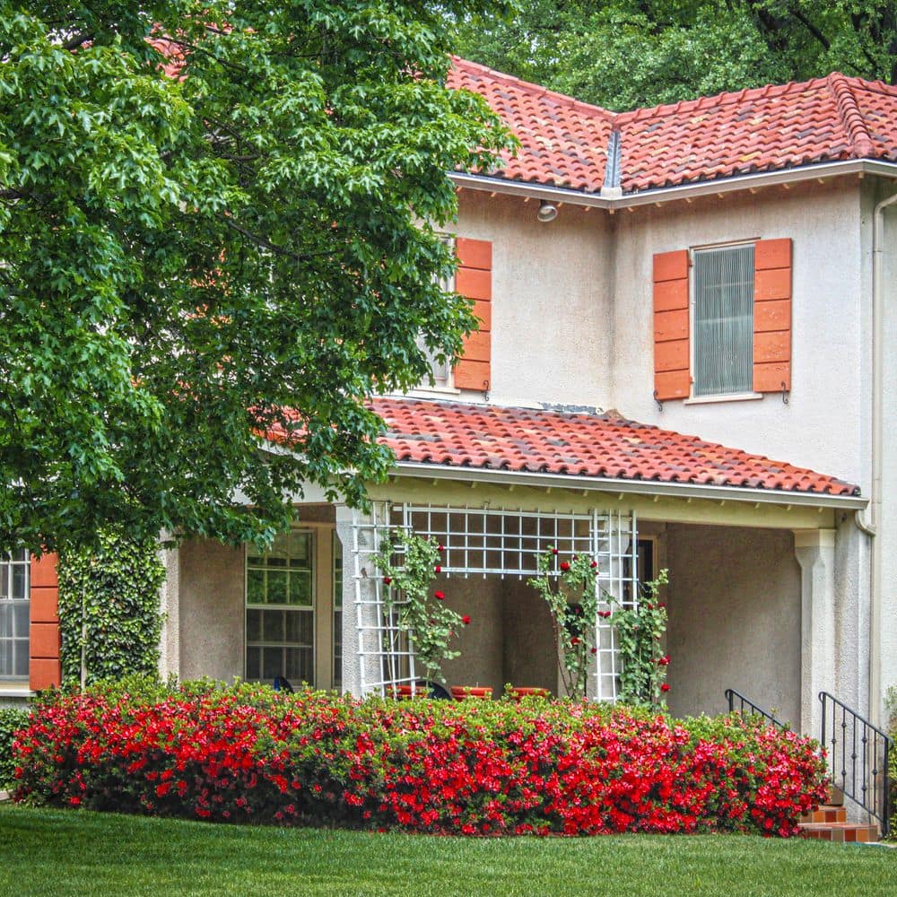 2.5 Quart Azalea ‘Stewartstonian’ Flowering Shrub with Red Flowers - Hercitys