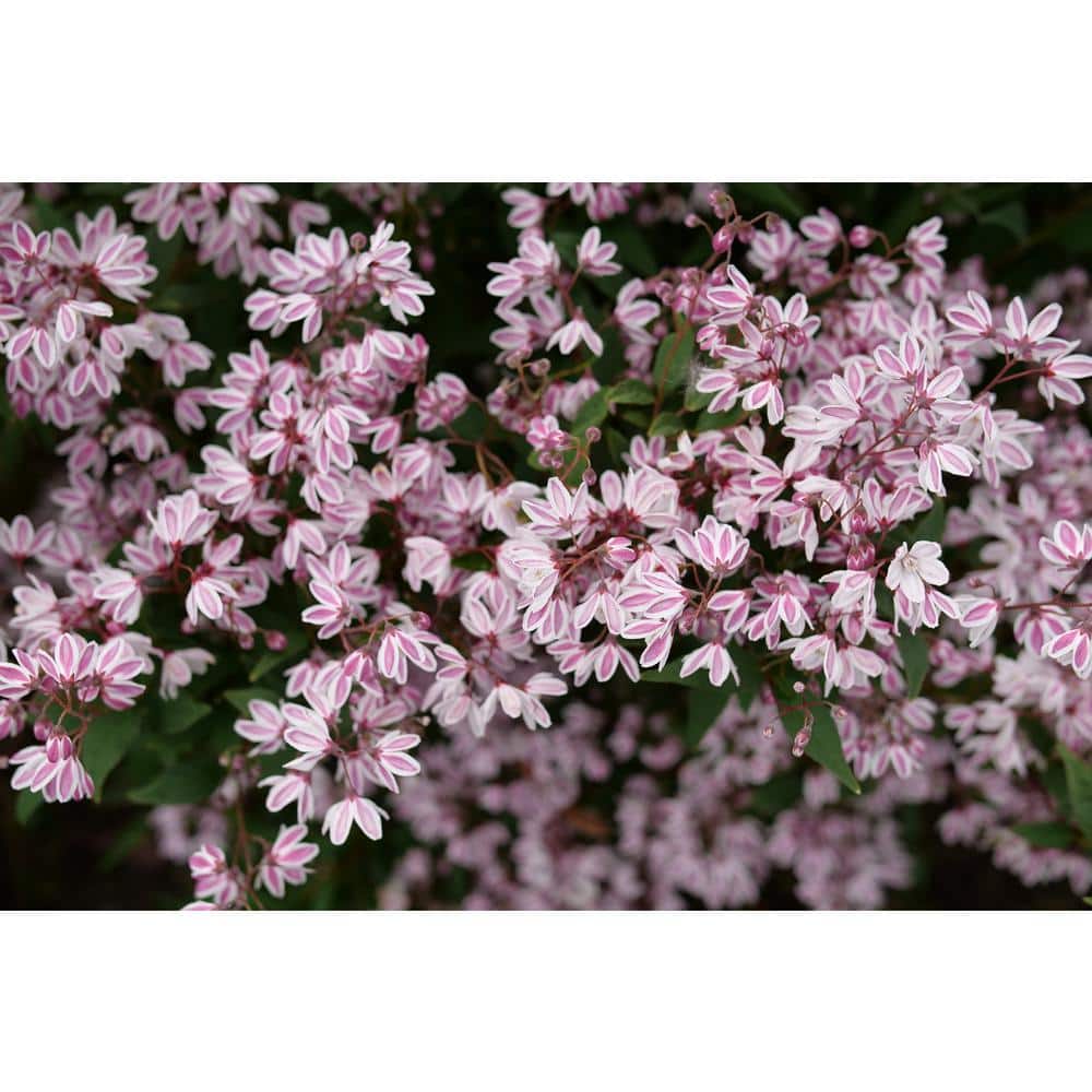 4.5 in. Quartz Yuki Kabuki Deutzia (Deutzia x) Live Flowering Shrub with Pink and White Flowers - Hercitys