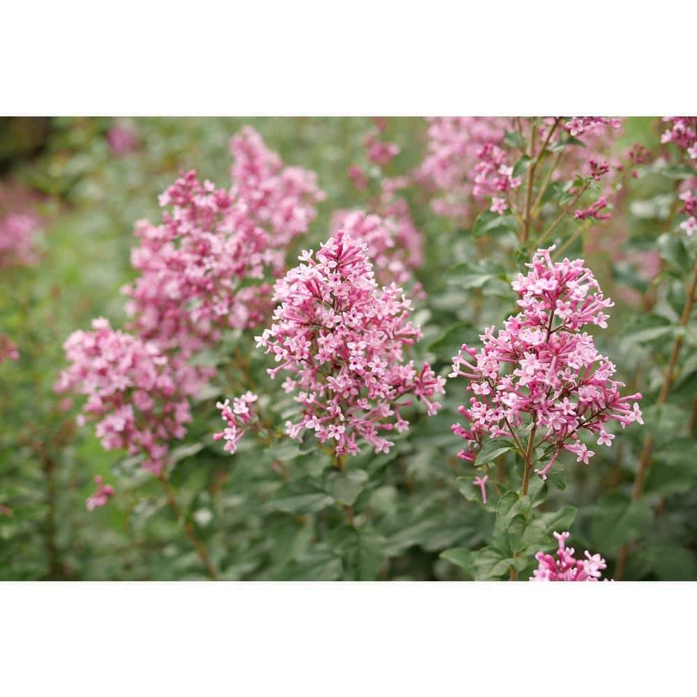 4.5 in. qt. Boomerang Ballet Reblooming Lilac (Syringa) Live Flowering Shrub with Pink Flowers - Hercitys