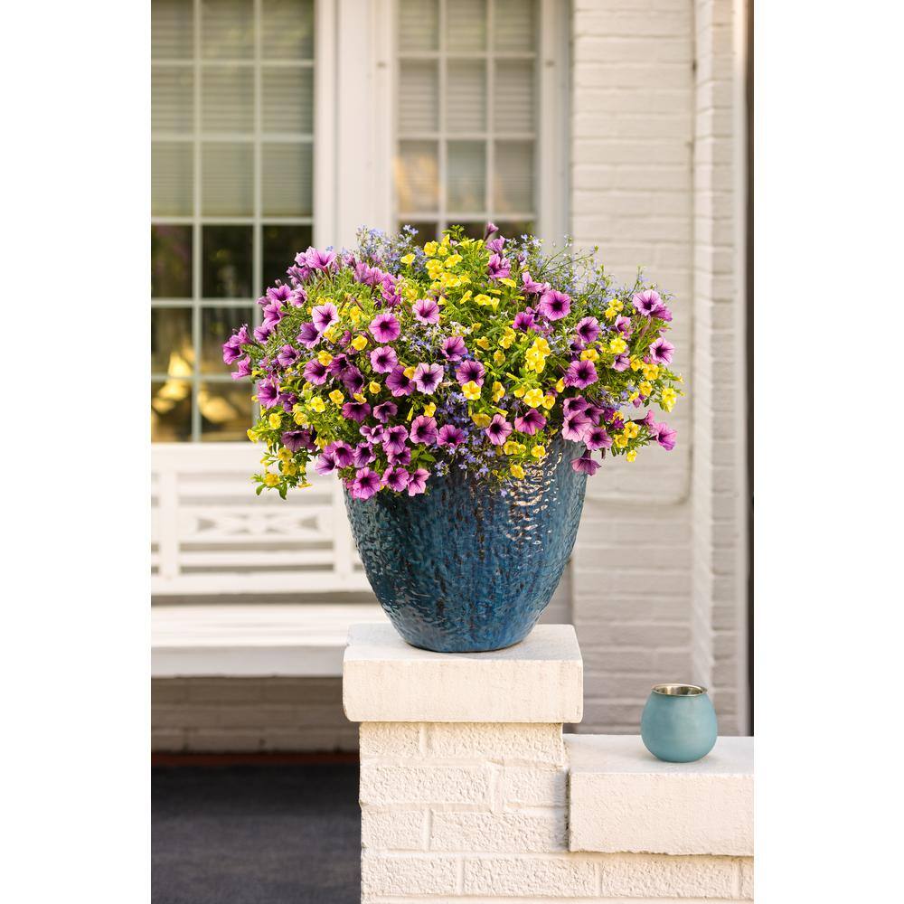 4.25 in. Eco+Grande, Superbells Lemon Slice (Calibrachoa) Live Plant, Yellow and White Flowers (4-Pack) - Hercitys