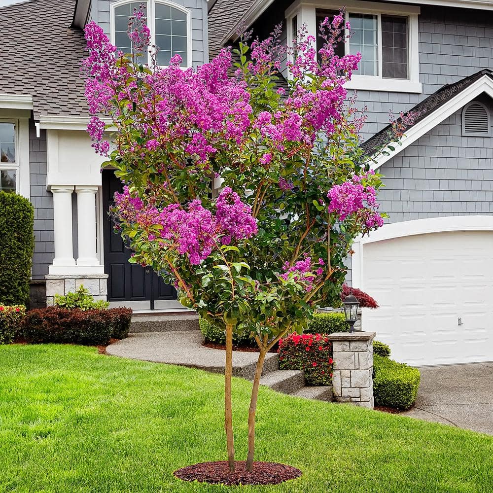 3 Gal. Miss Sandra Crape Myrtle Tree - Hercitys