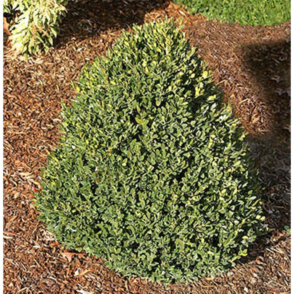 2.25 Gal. Green Mountain Live Boxwood (Buxus) Live Shrub - Hercitys
