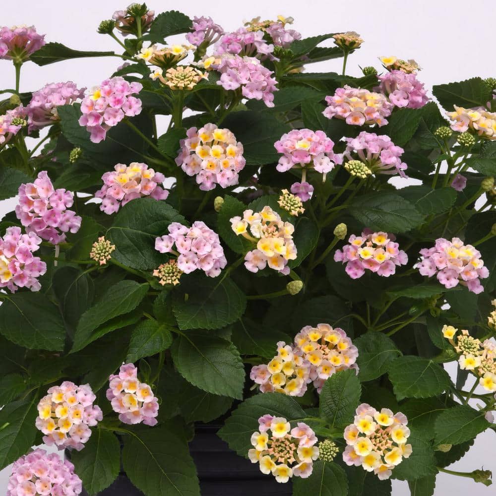 2.5 in. Lantana Bloomify Pink Plant in Grower Container (3-Piece) - Hercitys