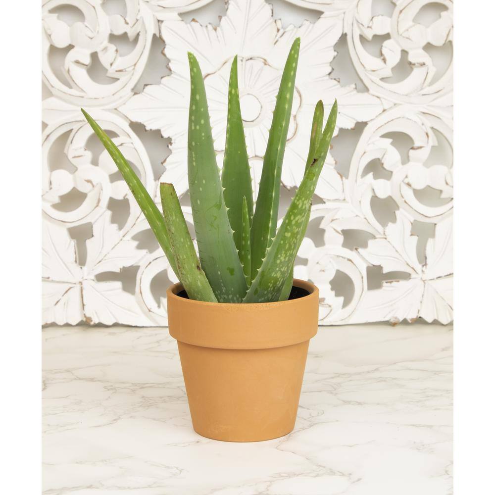 3.5 in. Aloe Vera Plant (3-Pack) - Hercitys