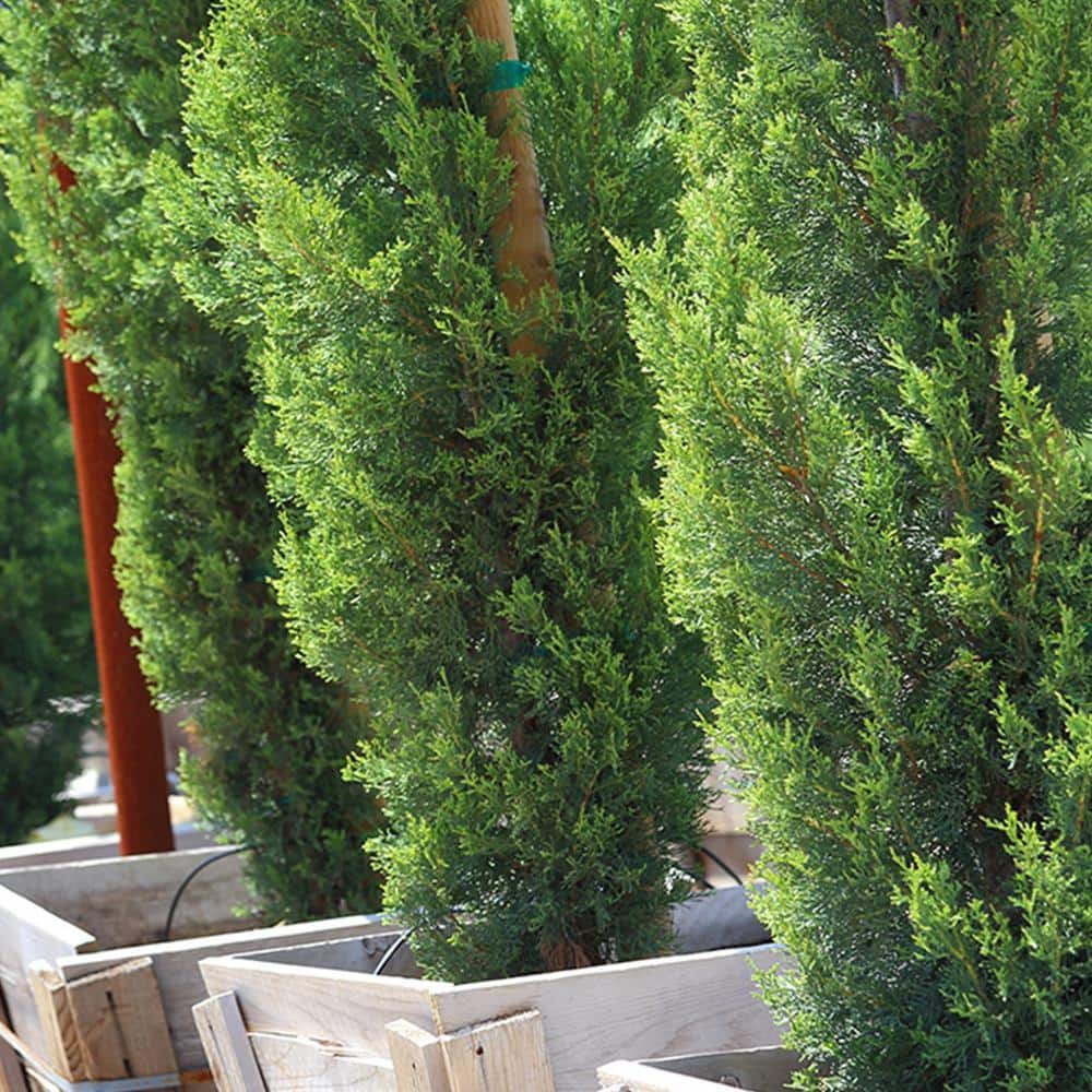 3 ft. to 4 ft. Italian Cypress Tree (2-Pack) - Hercitys