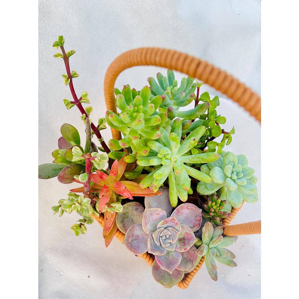 11 in. Small Wicker Soilless Succulent Plant Flower Basket, Lightweight Beautiful Collection of Succulents - Hercitys