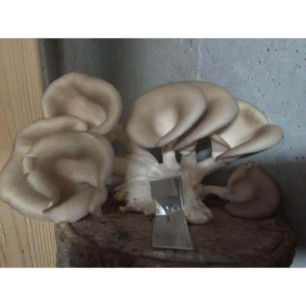 12 in. Oyster Mushroom Log - Hercitys