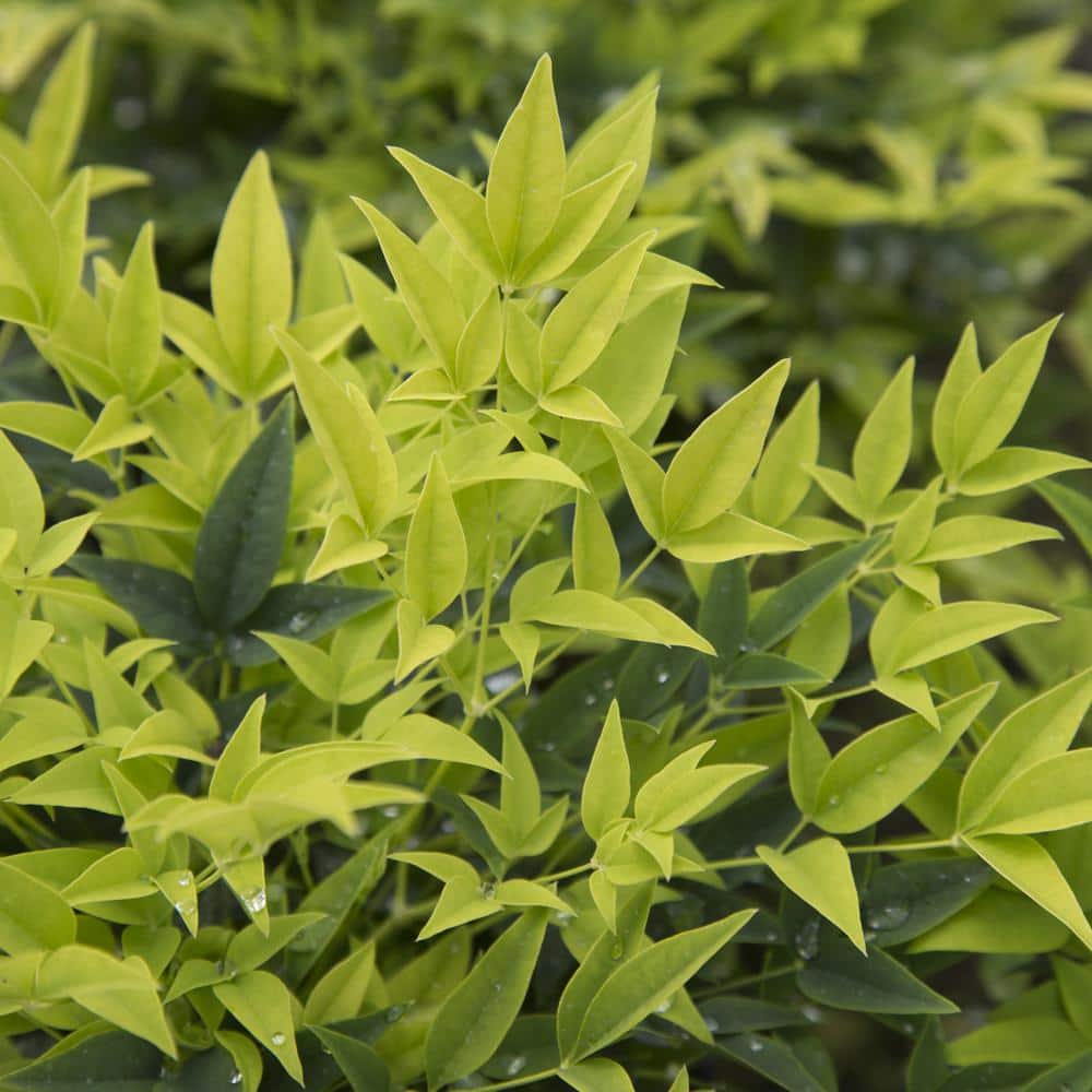 2.5 Qt. Lemon Lime Nandina, Live Evergreen Shrub, Lime Green New Foliage - Hercitys