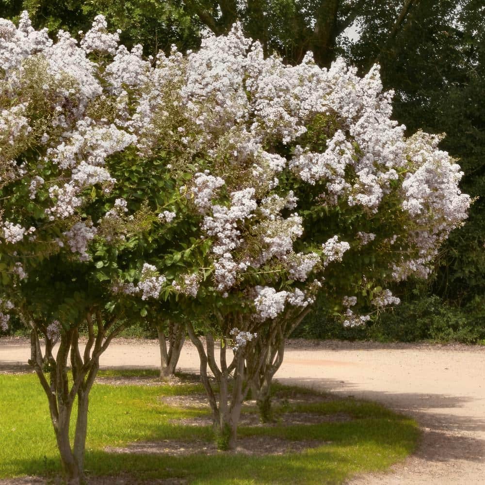 3 gal. Crape Myrtle Natchez Shrub with White Flowers - Hercitys
