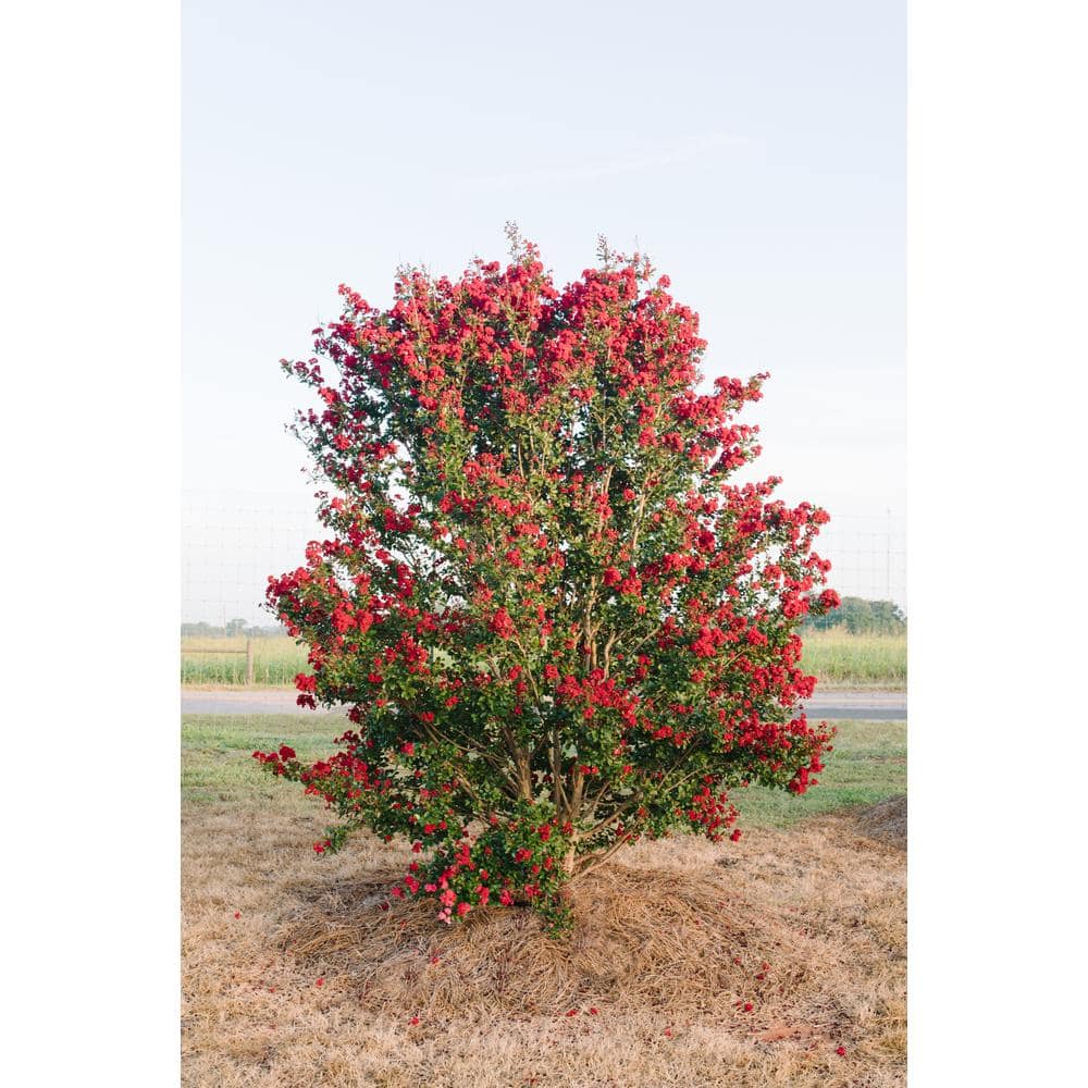 3 Gal. Ruffled Red Magic Crape Myrtle Flowering Shrub with Red Flowers - Hercitys