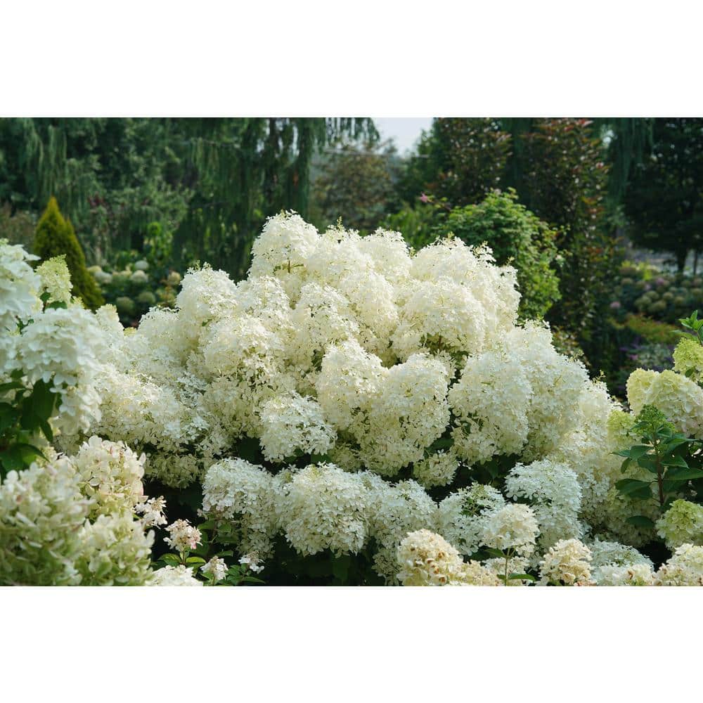 4.5 in. qt. Puffer Fish Panicle Hydrangea Plant (Hydrangea Paniculata) Live Flowering Shrub with White and Green Flowers - Hercitys