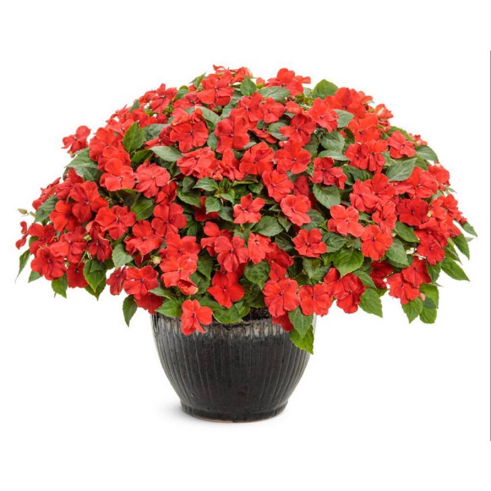 4.25 in. Eco+Grande, Soprano Bright Red (Impatiens), Live Plant, Red Flowers (4-Pack) - Hercitys