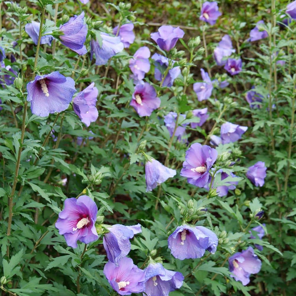 2 Gal. Paraplu Violet Rose of Sharon (Hibiscus) Shrub with Blue-Violet Flowers - Hercitys