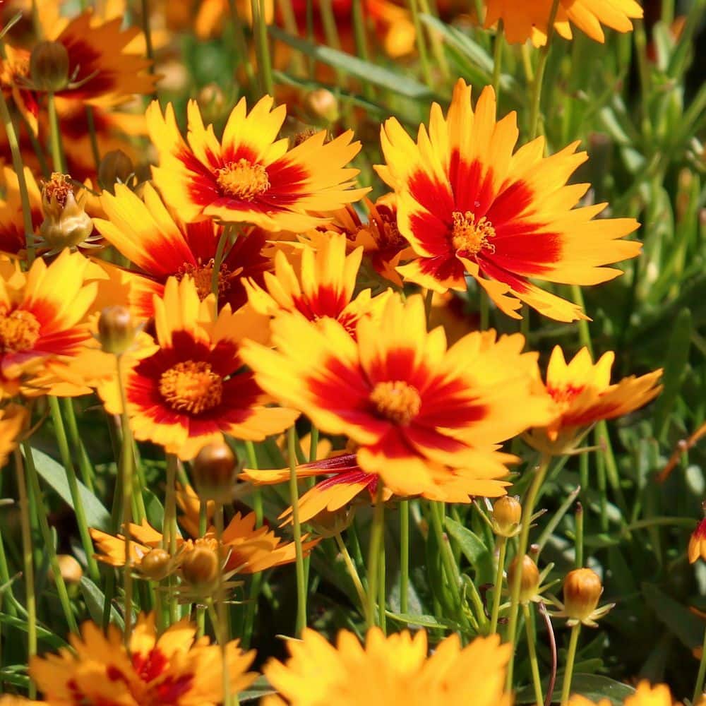 3.25 in. Coreopsis UpTick Gold and Bronze Coreopsis Perennial Plant with Multicolor Flowers (3-Pack) - Hercitys
