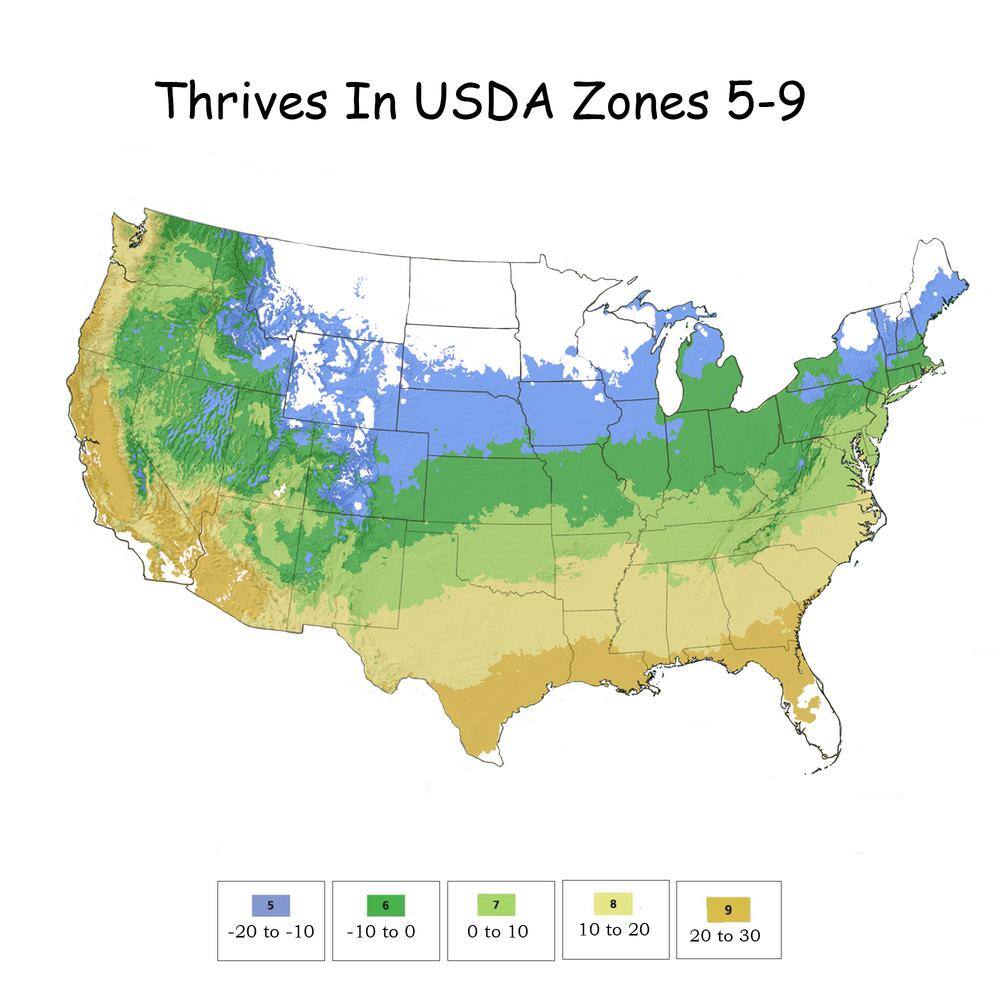 2 Gal. Purple Pillar Rose of Sharon (Hibiscus) Plant with Purple Flowers - Hercitys