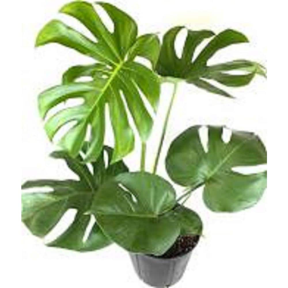 1.9 Gal. Philodendron Monstera Deliciosa Plant in 9.25 in. Deco Weave Basket - Hercitys