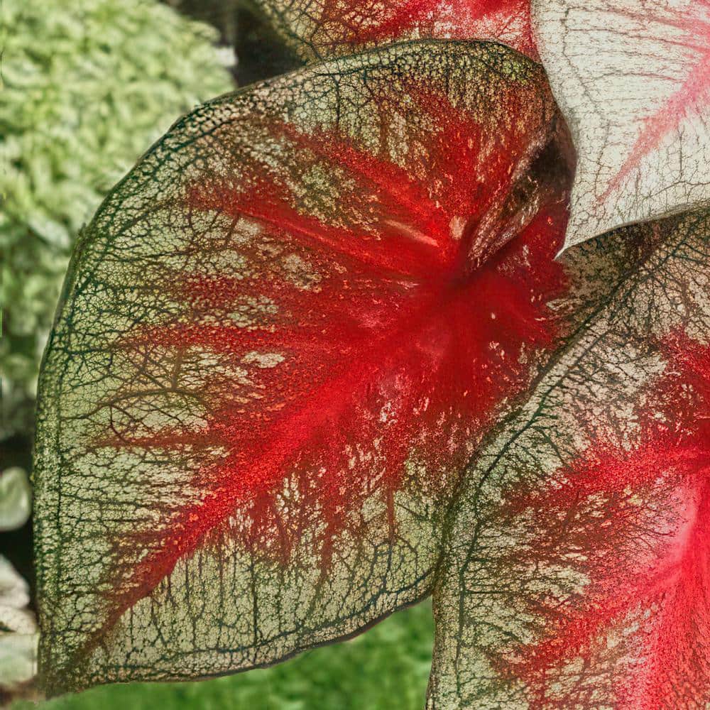 4 in. Caladium Southern Charm Perennial Plant (3-Pack) - Hercitys