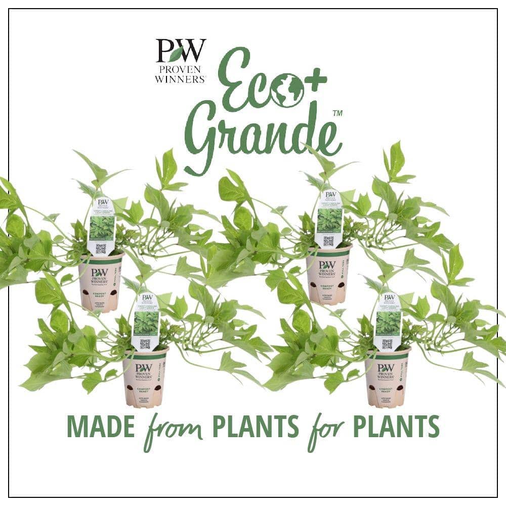 4.25 in. Eco+Grande Sweet Caroline Light Green Sweet Potato Vine (Ipomoea) Live Plant, Green Foliage (4-Pack) - Hercitys
