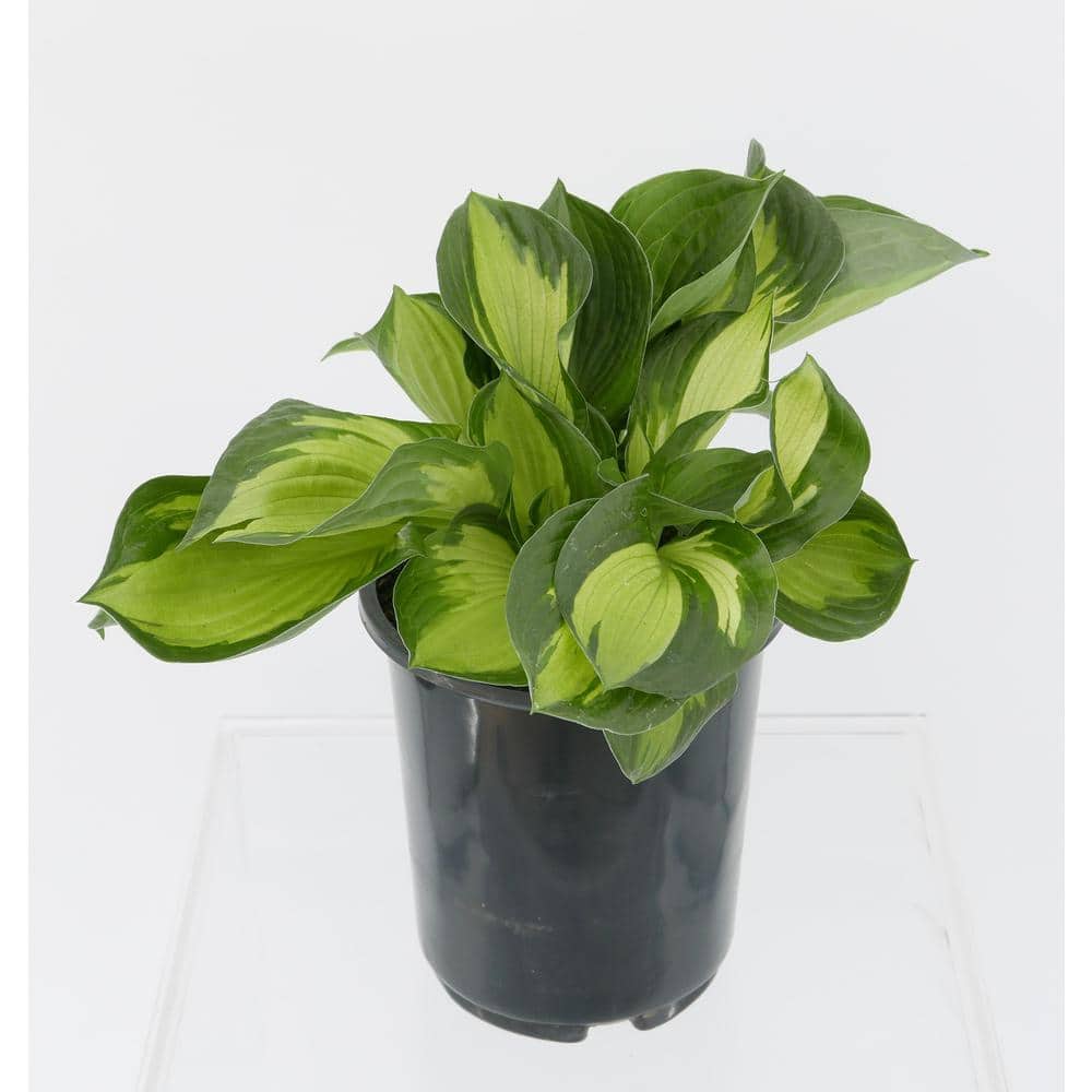 2.5 Qt. Hosta Whirlwind Perennial (2-Pack) - Hercitys