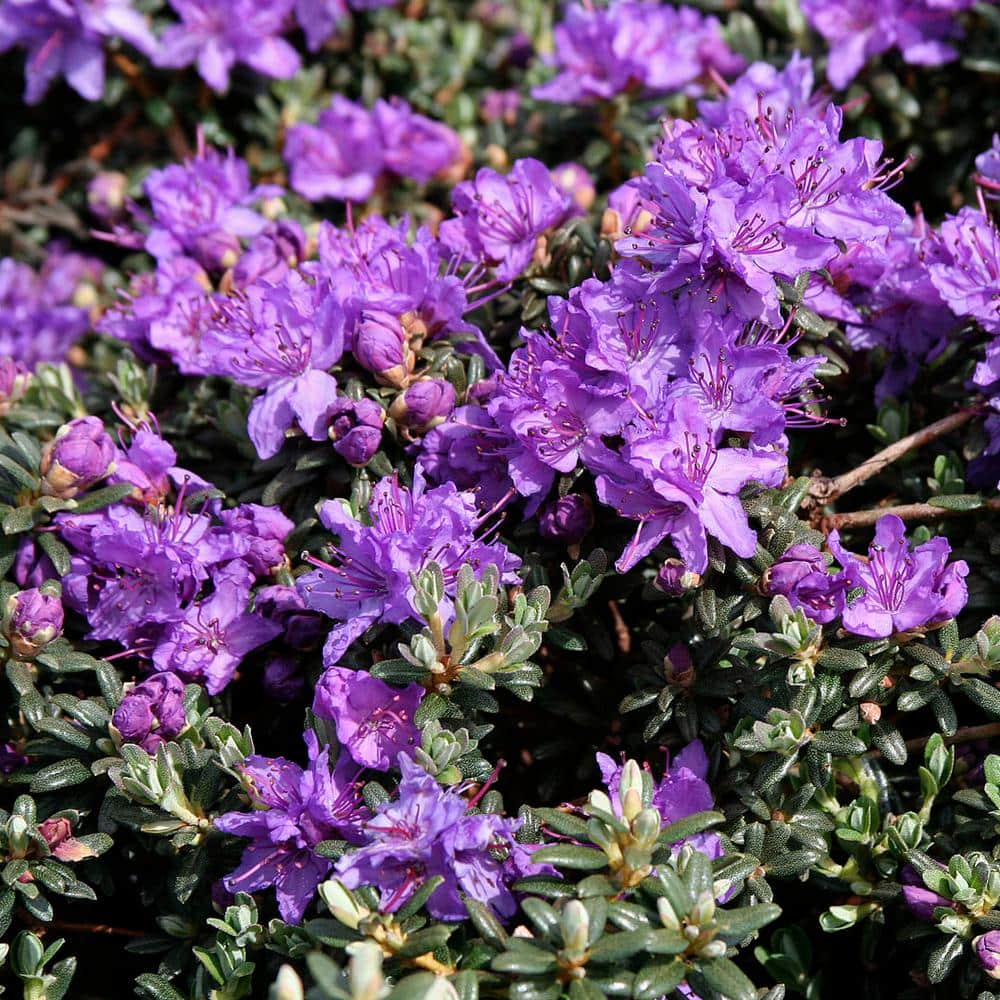 2.0 Gal. Dwarf Purple Rhododendron (Rhododendron Impeditum) Shrub with Purple Flowers 1-Each - Hercitys