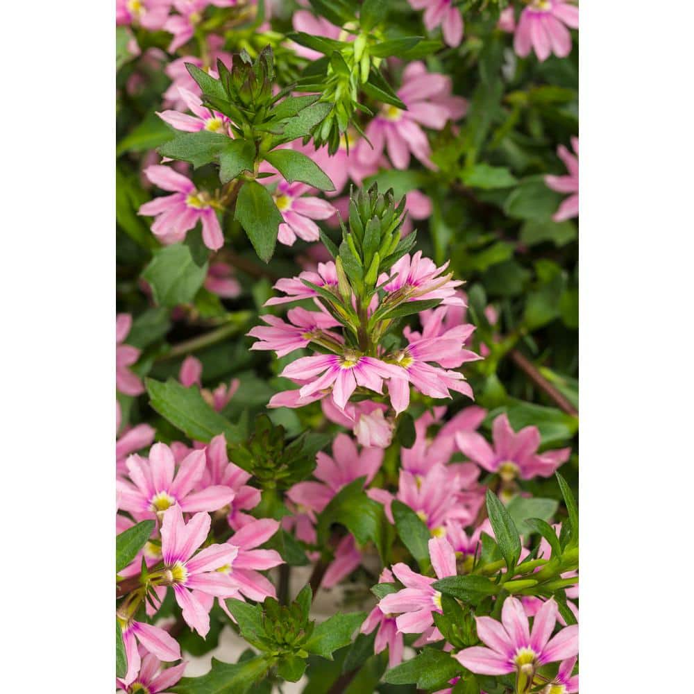 4.25 in. Eco+Grande Whirlwind Pink Fan Flower (Scaevola) Live Plant, Pink Flowers (4-Pack) - Hercitys