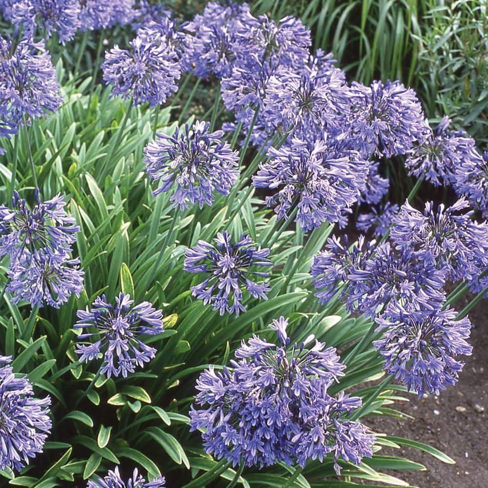2.5 qt. Agapanthus Peter Pan – Perennial - Hercitys