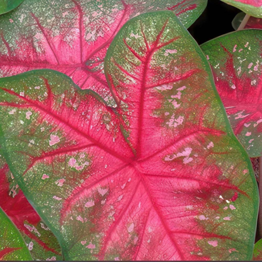 4 in. Caladium Party Punch Perennial Plant (3-Pack) - Hercitys