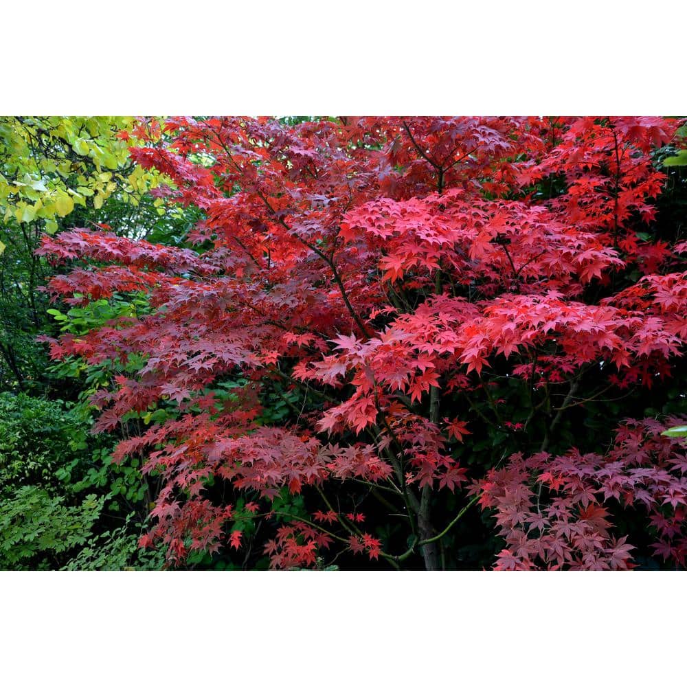 3 Gal. Bloodgood Japanese Maple Live Tree with Attractive Red Foliage (1-Pack) - Hercitys