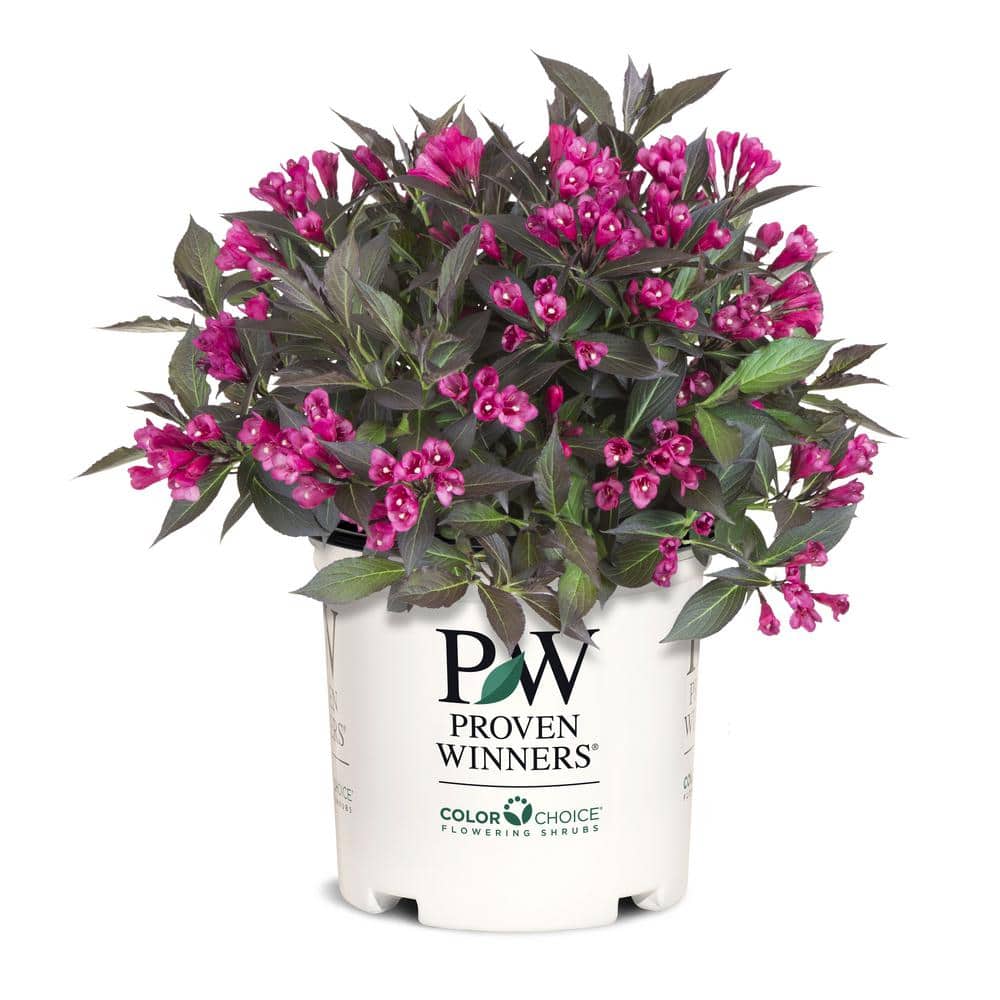 2 Gal. Spilled Wine Weigela Shrub with Bright Pink Flowers and Deep Purple Foliage - Hercitys