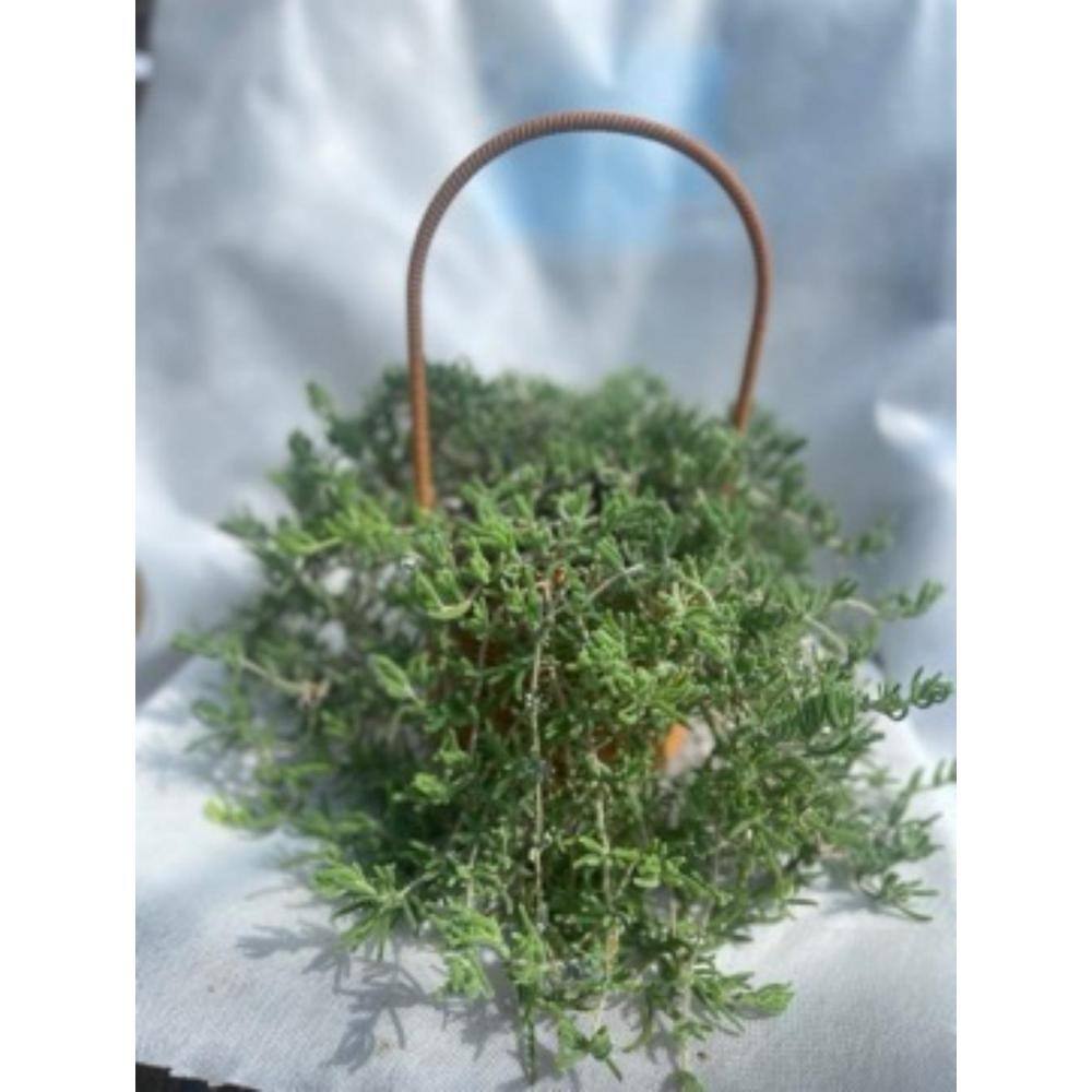 2-Piece Live Rooted Spreading Plant Pink Ice Plan, Dicrocaulon Ramulosum (L.Bolus) Ihlenf. - Hercitys