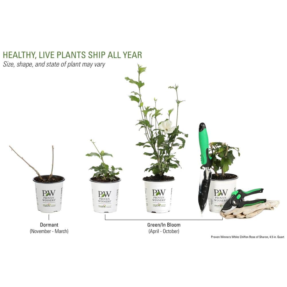4.5 in. qt. White Chiffon Rose of Sharon (Hibiscus) Live Shrub, White Flowers - Hercitys