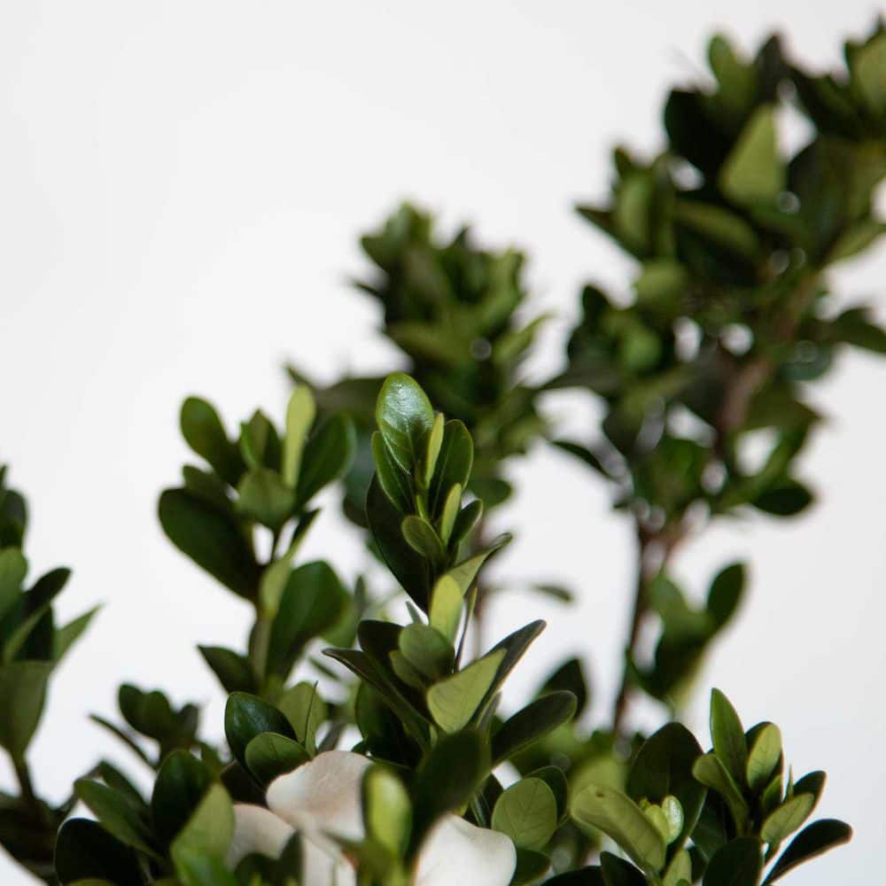 2.5 Qt. Kleim’s Hardy Daisy Gardenia, Live Evergreen Shrub, White Fragrant Blooms - Hercitys