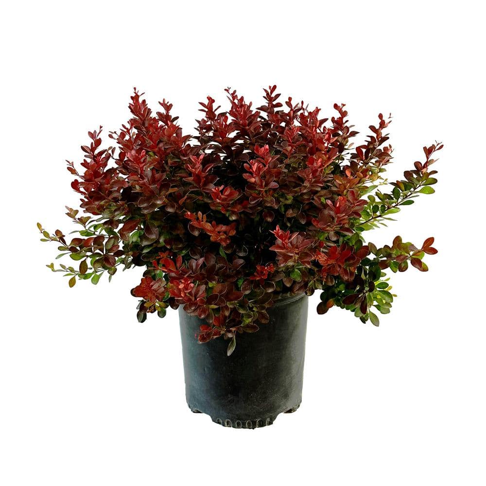 2.25 Gal. Crimson Pygmy Barberry Live Shrub with Deep Red, Purple Folliage - Hercitys