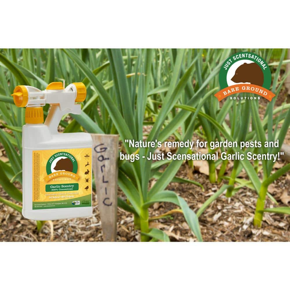 32 oz. Garlic Concentrate Pest Repellant in Hose End Sprayer - Hercitys