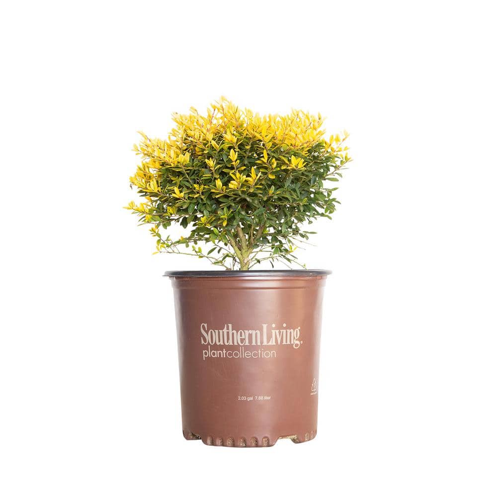 1.5 Gal. Touch of Gold Holly, Evergreen Shrub with Bright Golden Foliage - Hercitys