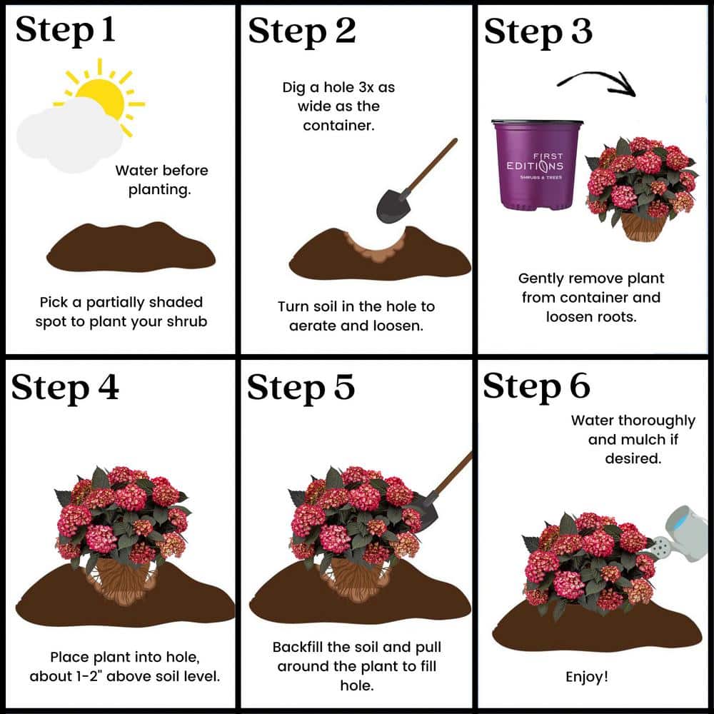 2 Gal. Eclipse Hydrangea Shrub with Cranberry Flowers - Hercitys